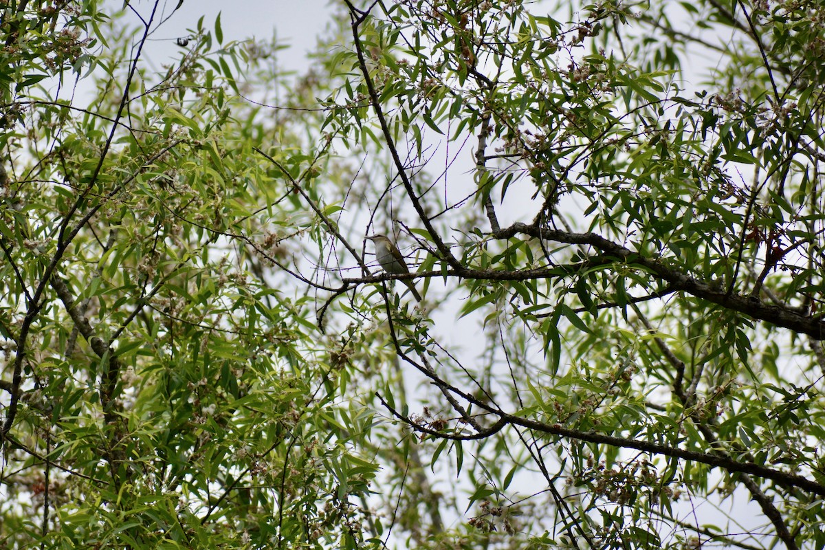 Red-eyed Vireo - ML449525691