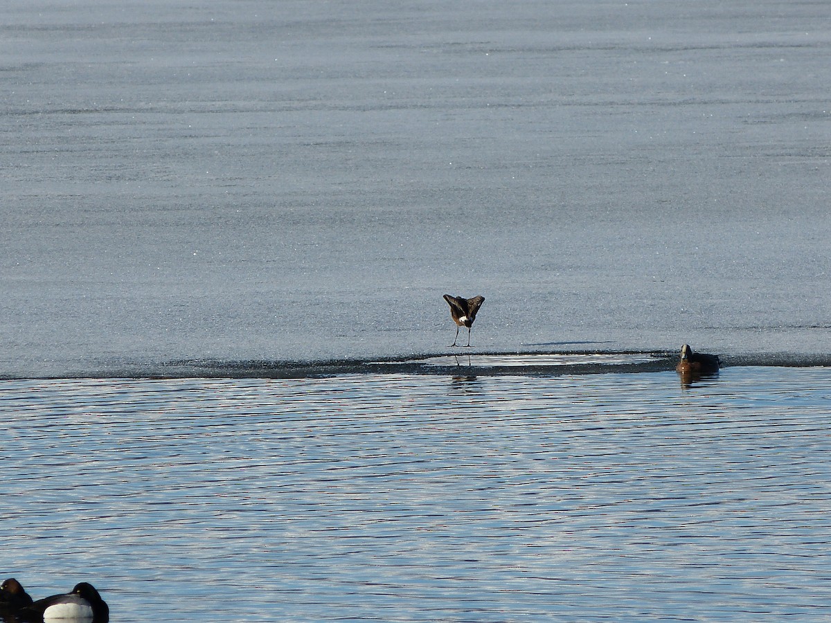 Barge hudsonienne - ML449526171