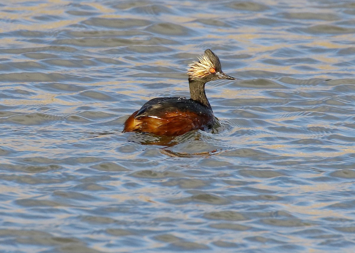 Eared Grebe - Jon Isacoff