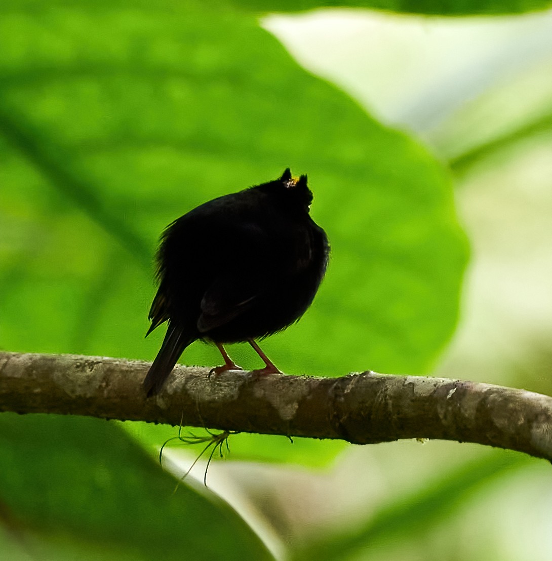 Golden-winged Manakin - ML449526551