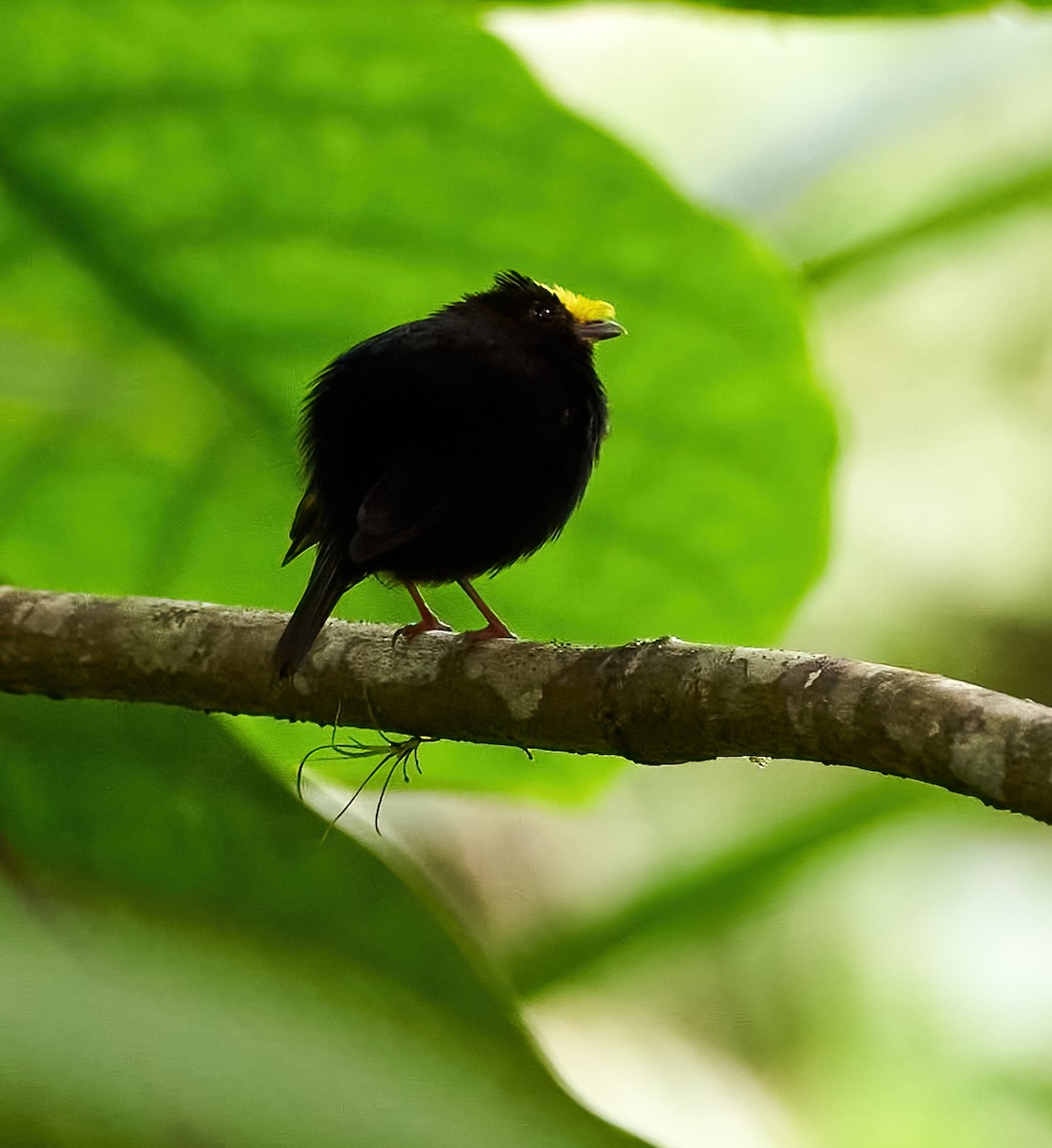 Golden-winged Manakin - ML449526561