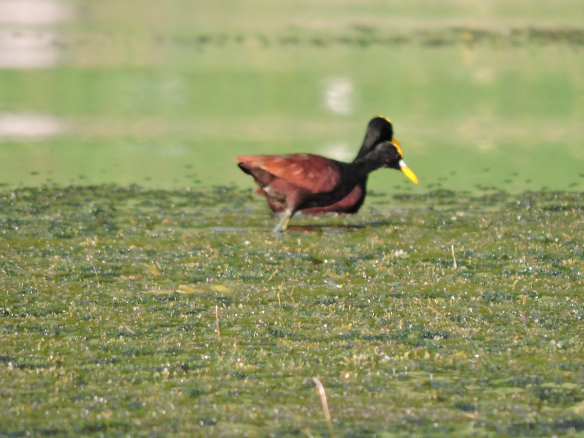 Northern Jacana - Joya Grande