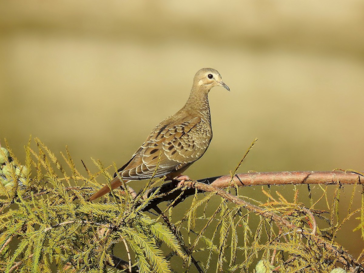 Mourning Dove - Joseph Boros