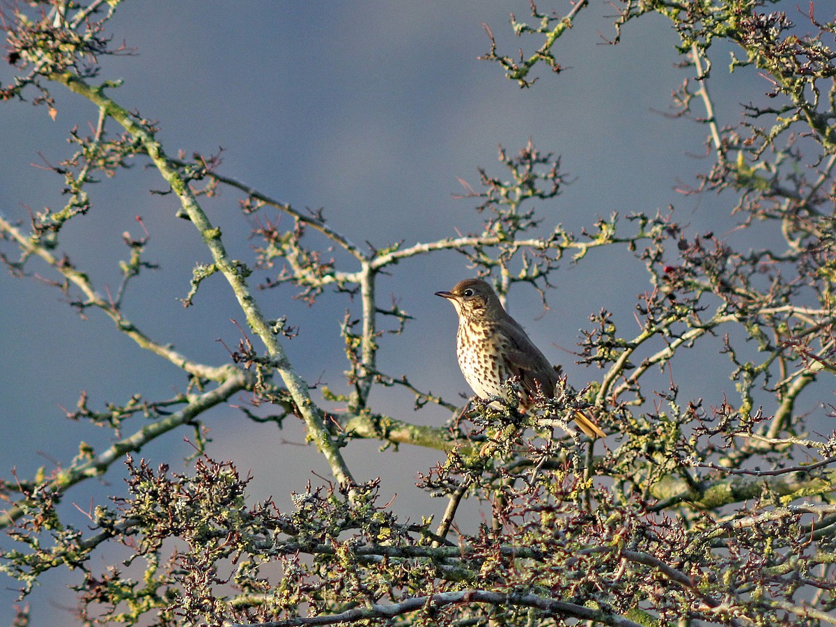 Song Thrush