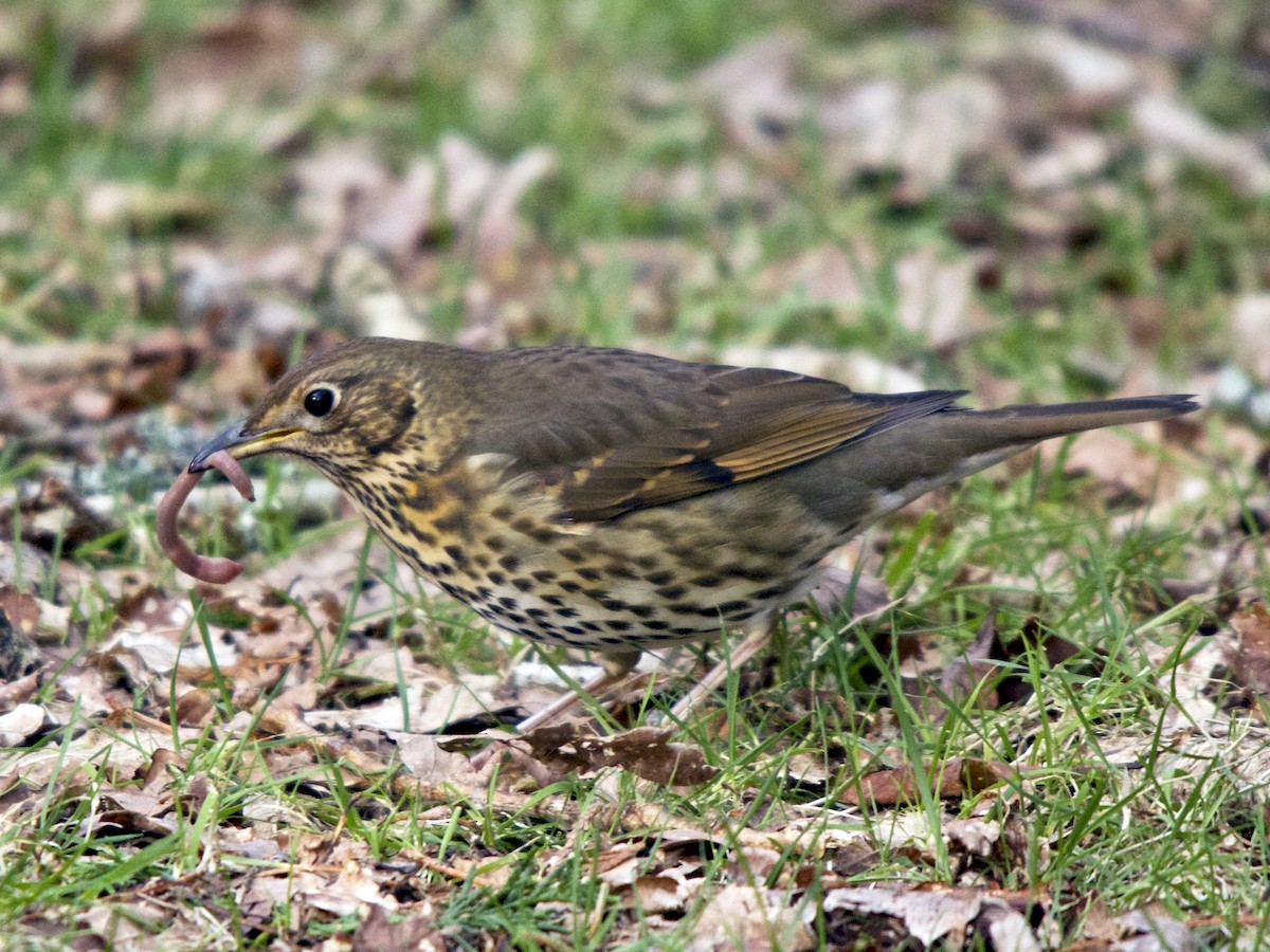 Song Thrush