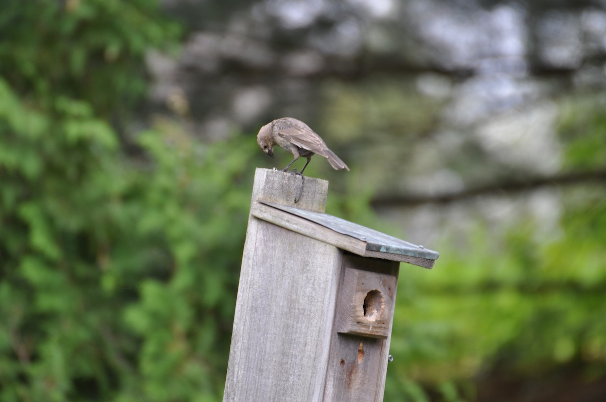 Brown-headed Cowbird - ML449529311