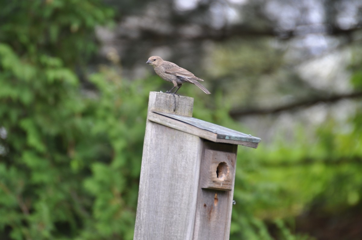 Brown-headed Cowbird - ML449529331