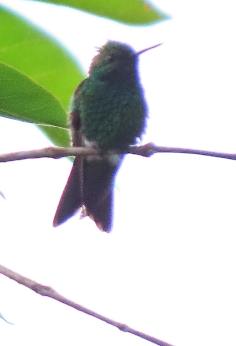 Colibri à ventre noir - ML449530191