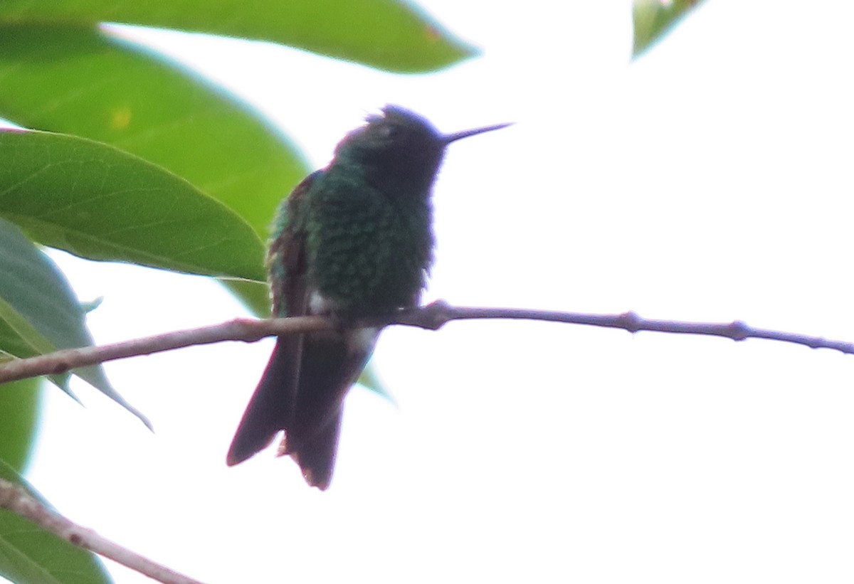 Colibri à ventre noir - ML449530261