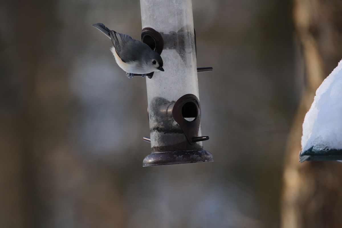 Tufted Titmouse - ML44953101