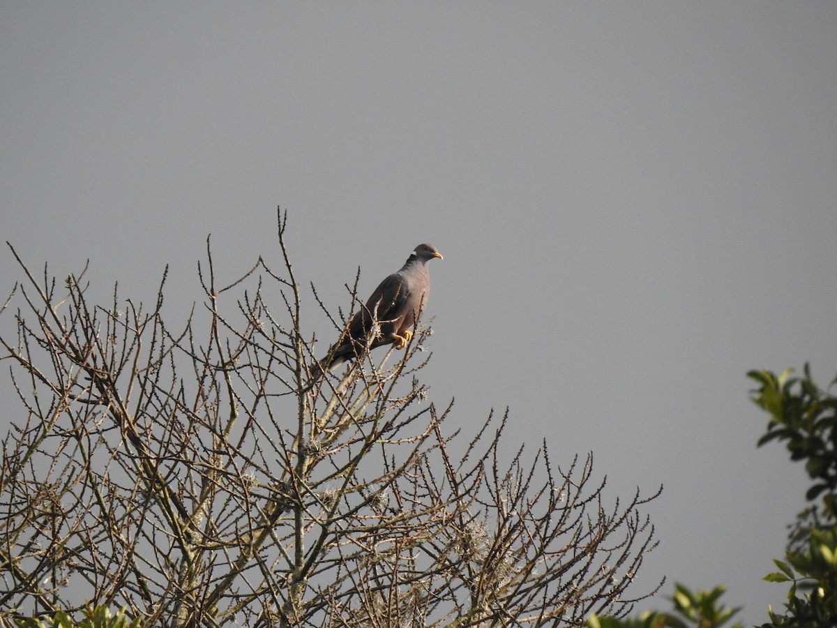 Band-tailed Pigeon - ML449531241