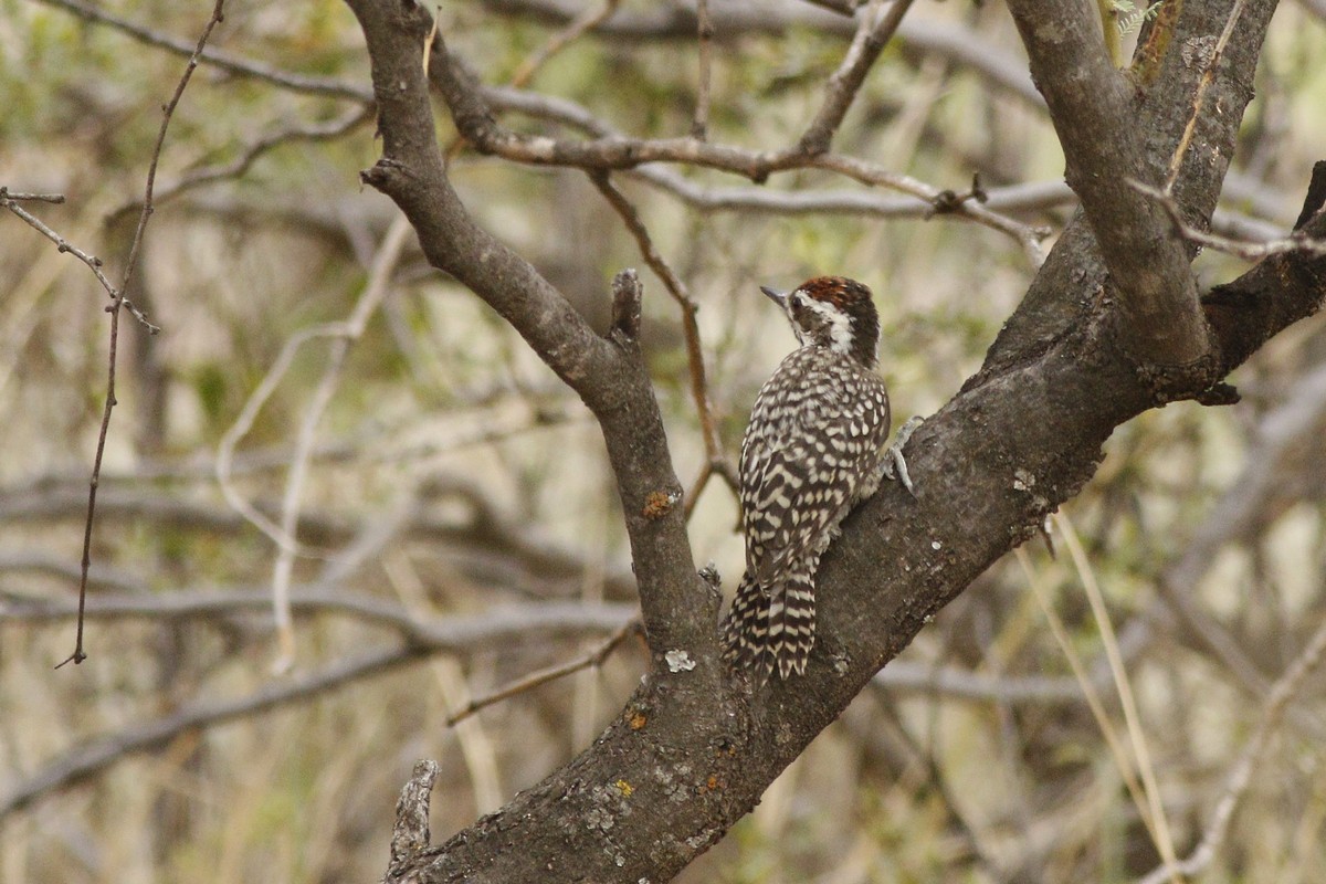 Checkered Woodpecker - Jorge Claudio Schlemmer