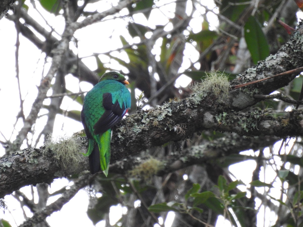 White-tipped Quetzal - ML449532601