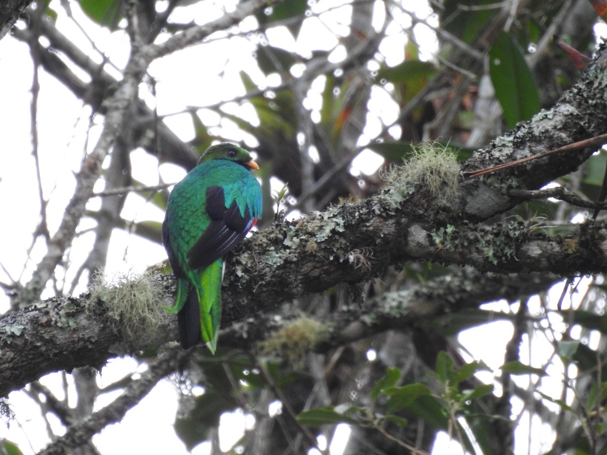 Quetzal brillant - ML449532601