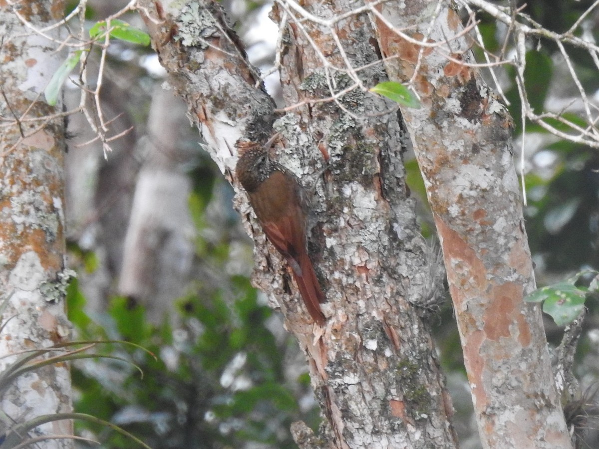 Montane Woodcreeper - ML449533081