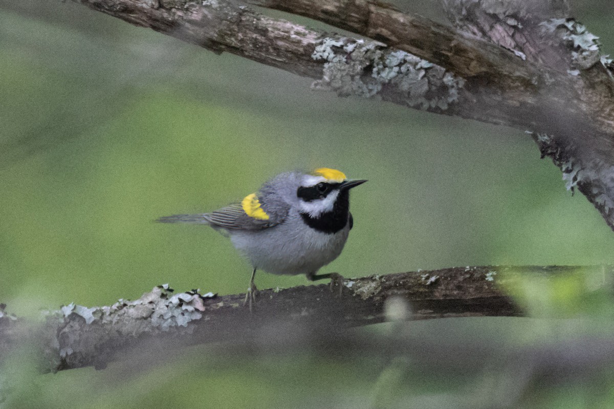 Golden-winged Warbler - ML449533601