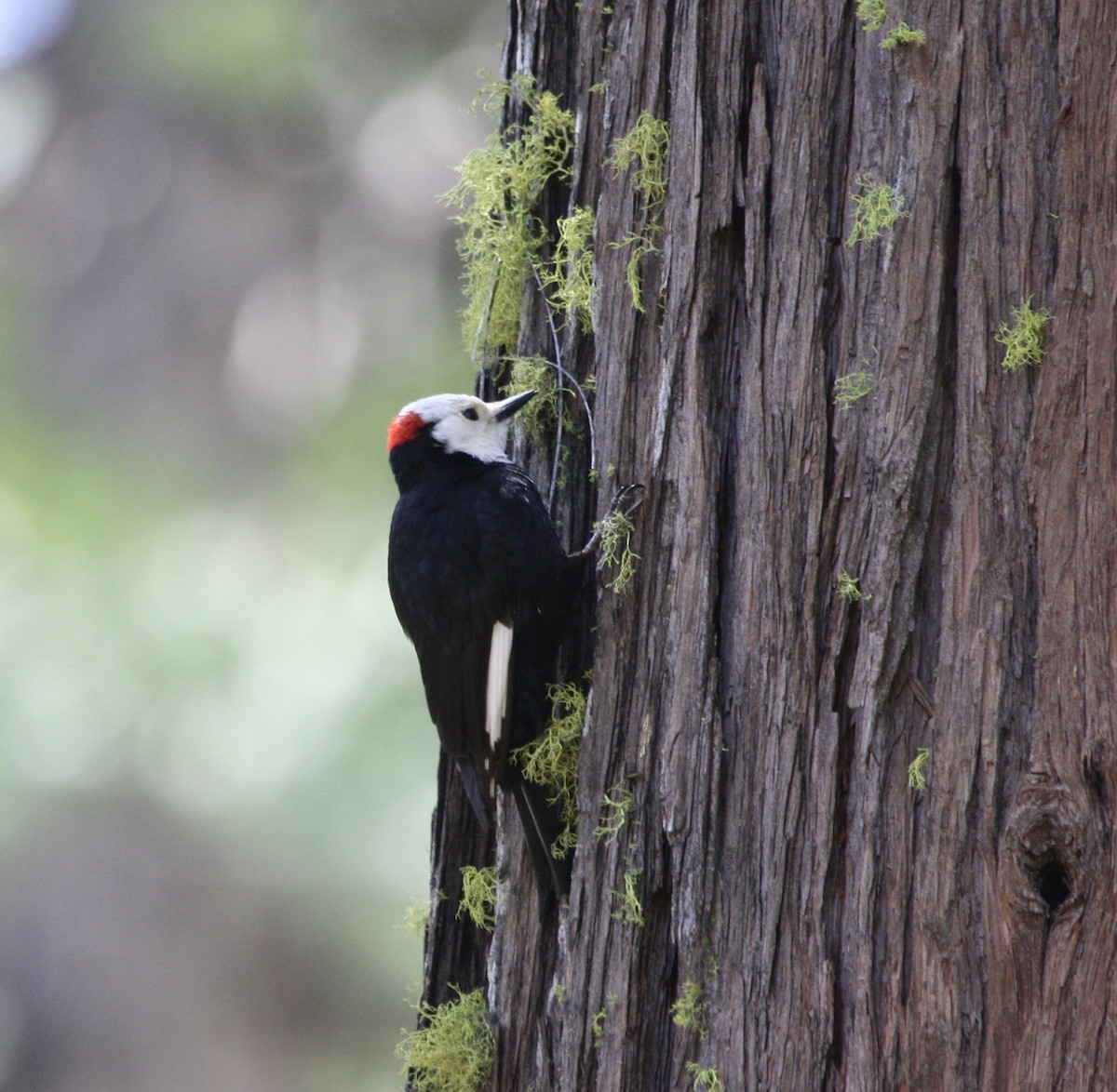 White-headed Woodpecker - ML449534891