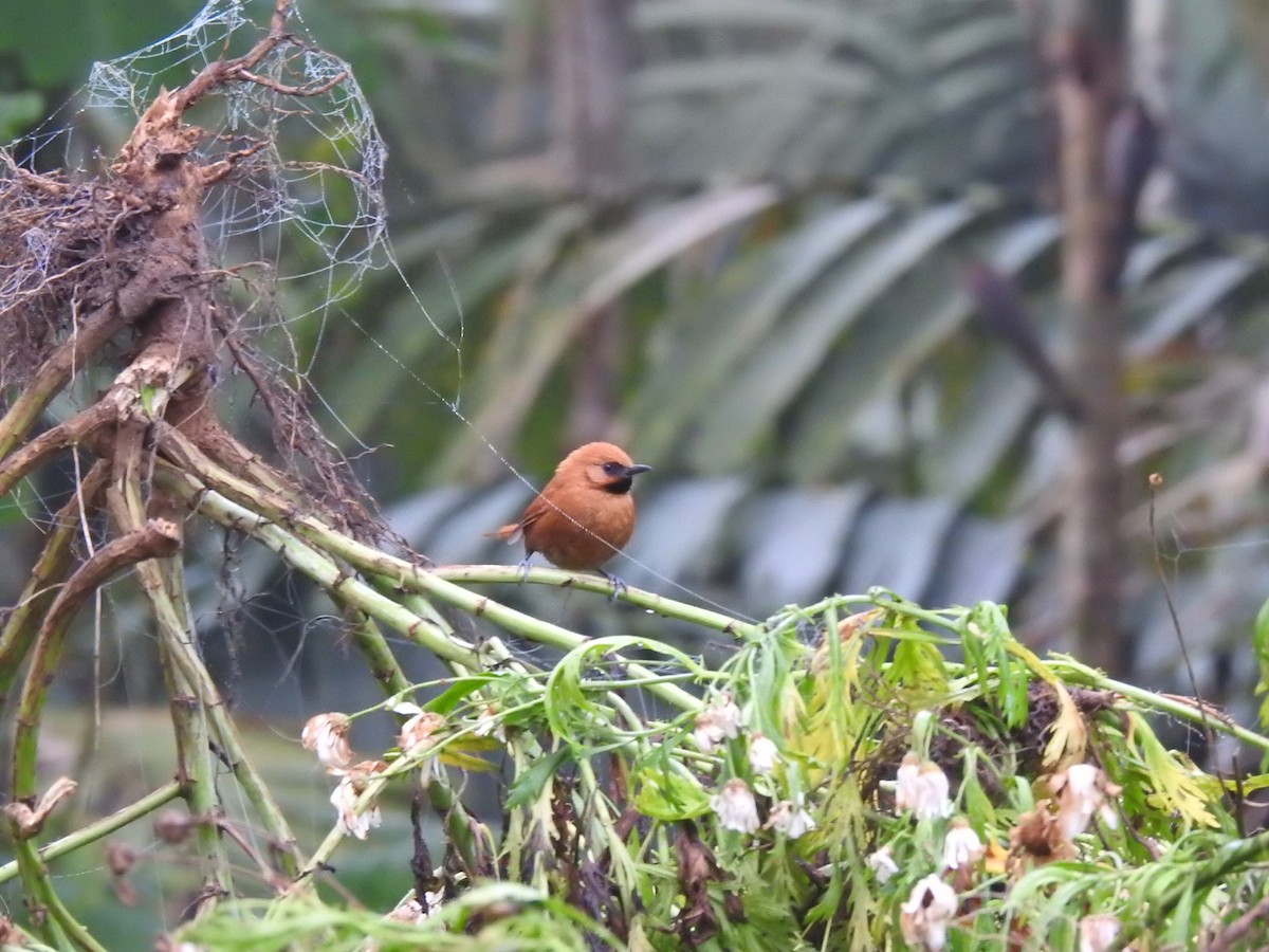 Black-throated Spinetail - ML449534961