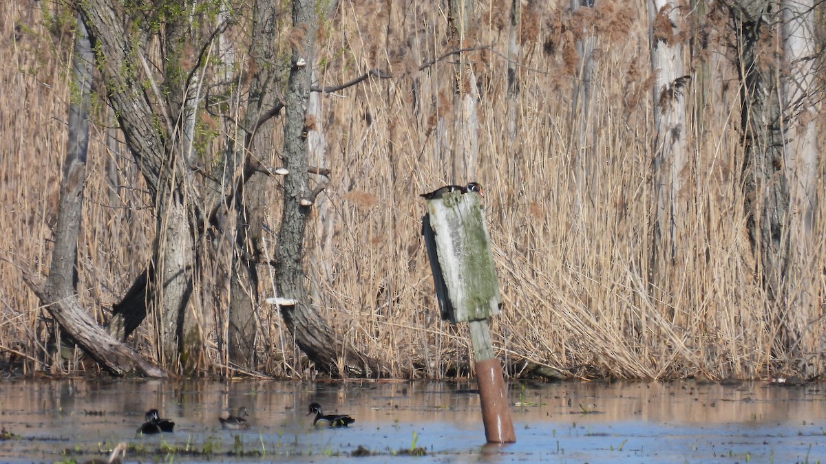 Wood Duck - ML449535441