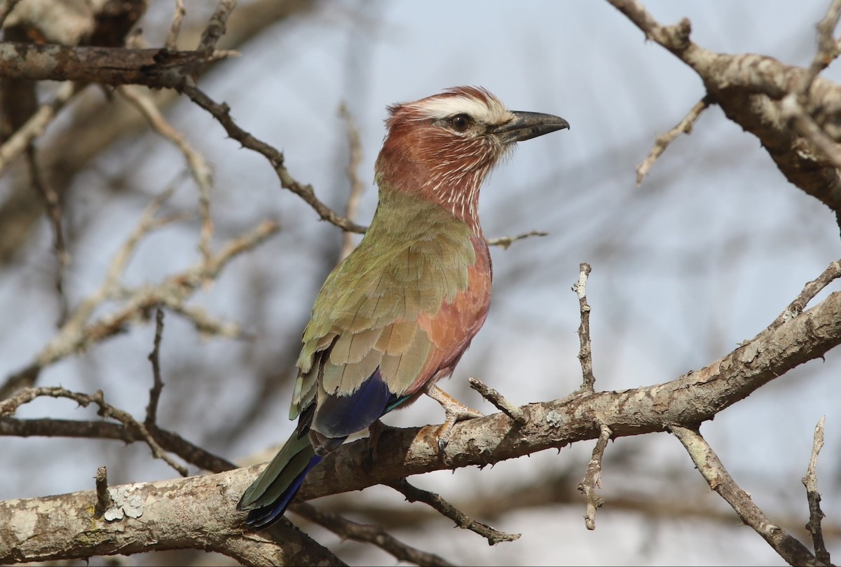 Rufous-crowned Roller - ML449536431