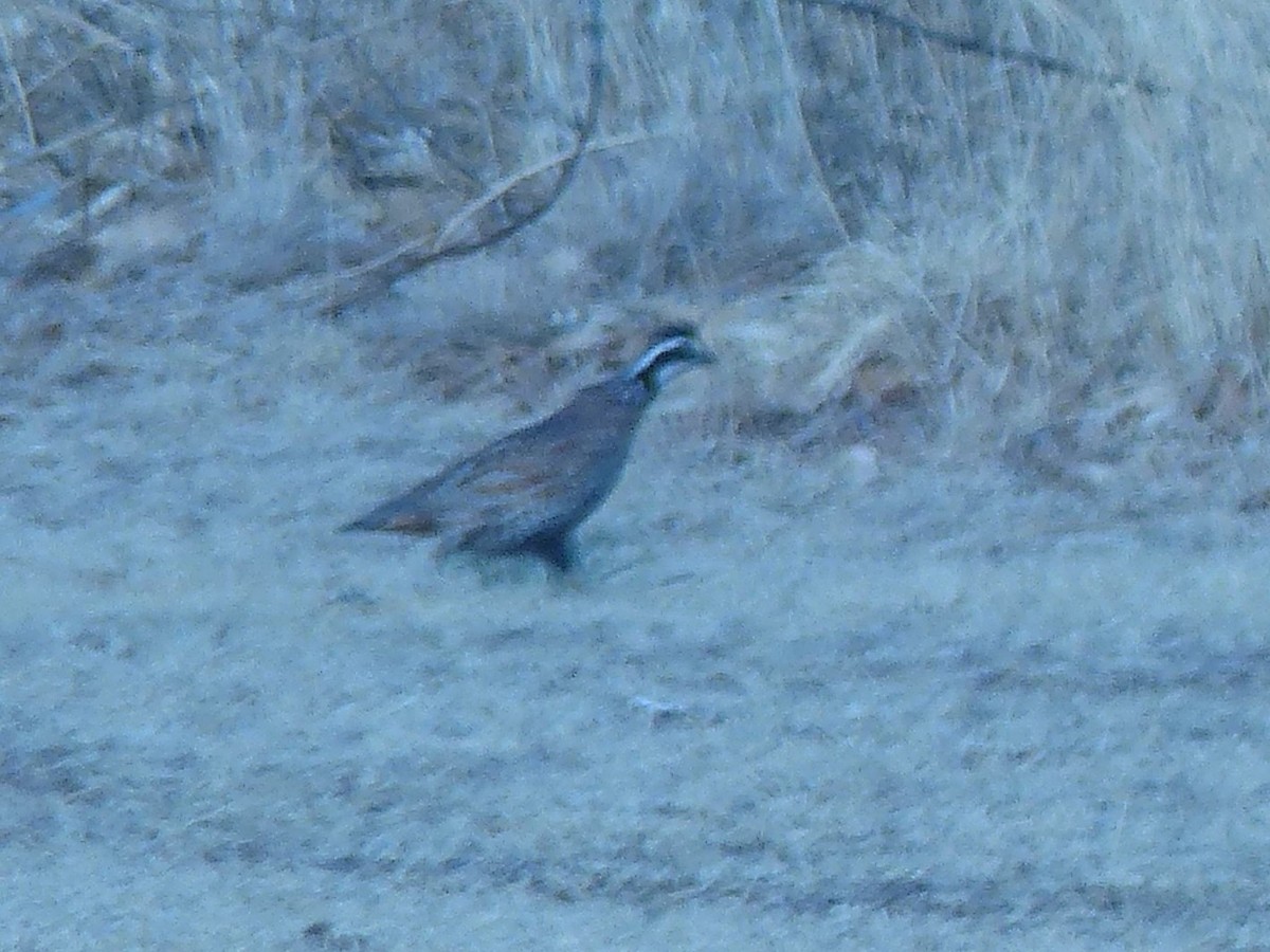 Northern Bobwhite - ML449537221