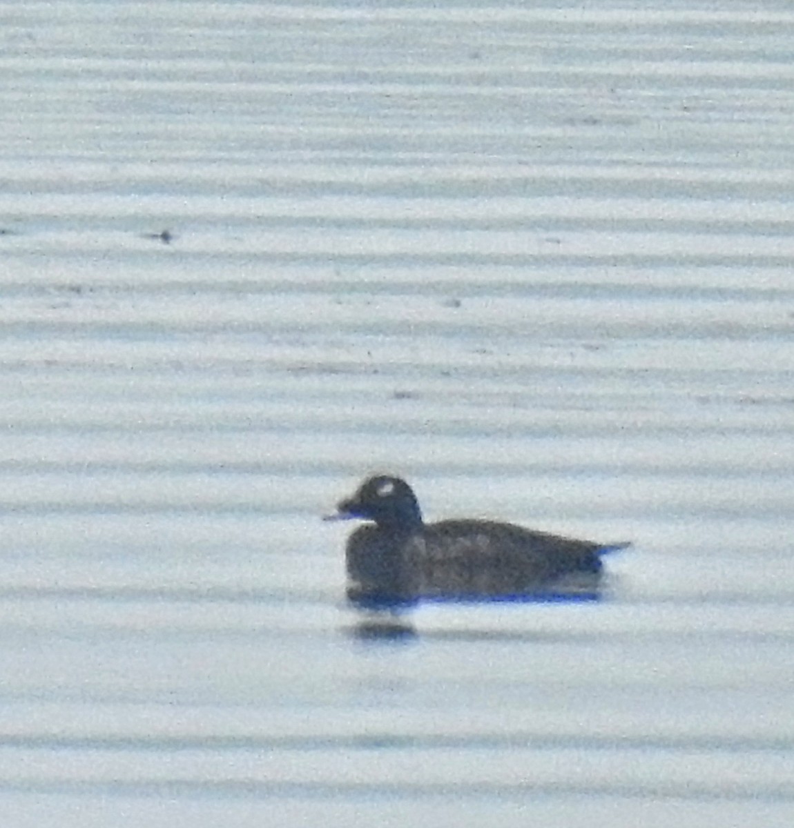 White-winged Scoter - ML449537591