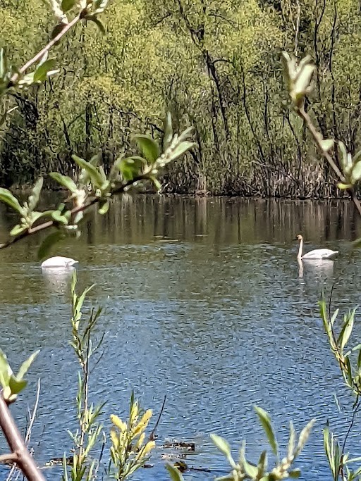 Cygne trompette - ML449540191