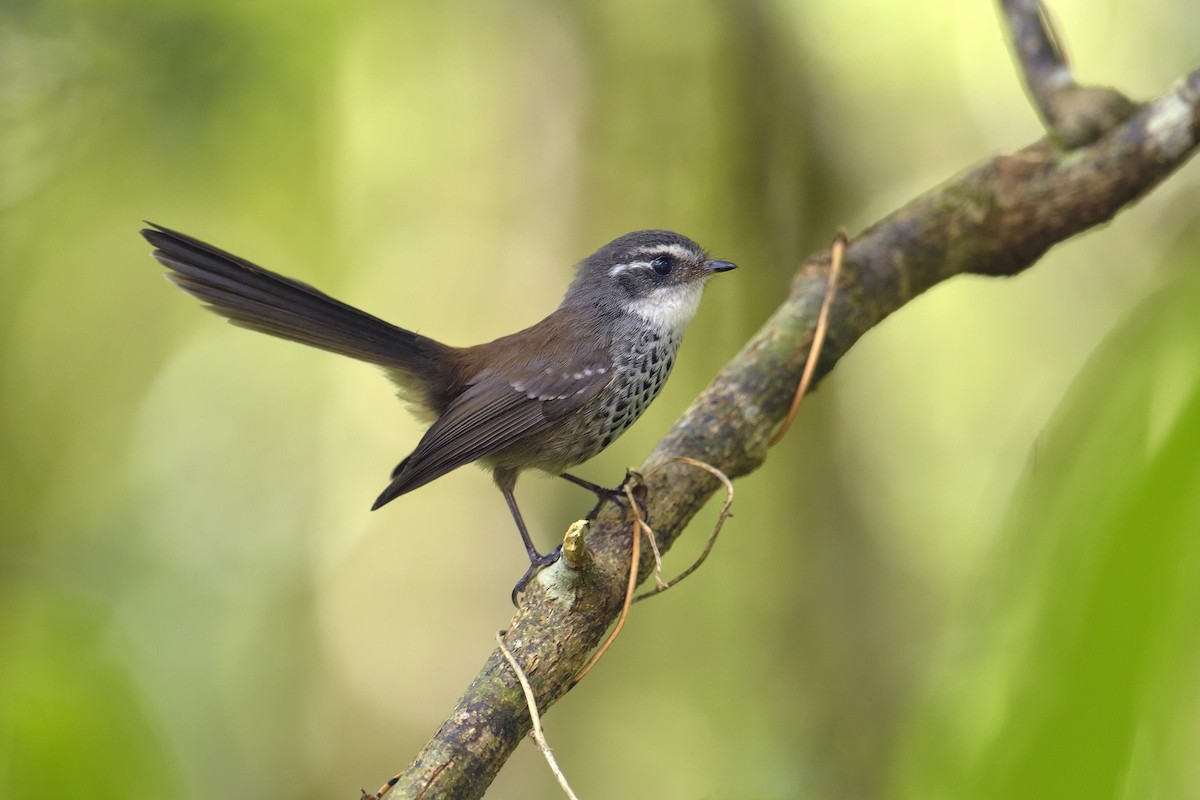 New Caledonian Streaked Fantail - Paul Maury