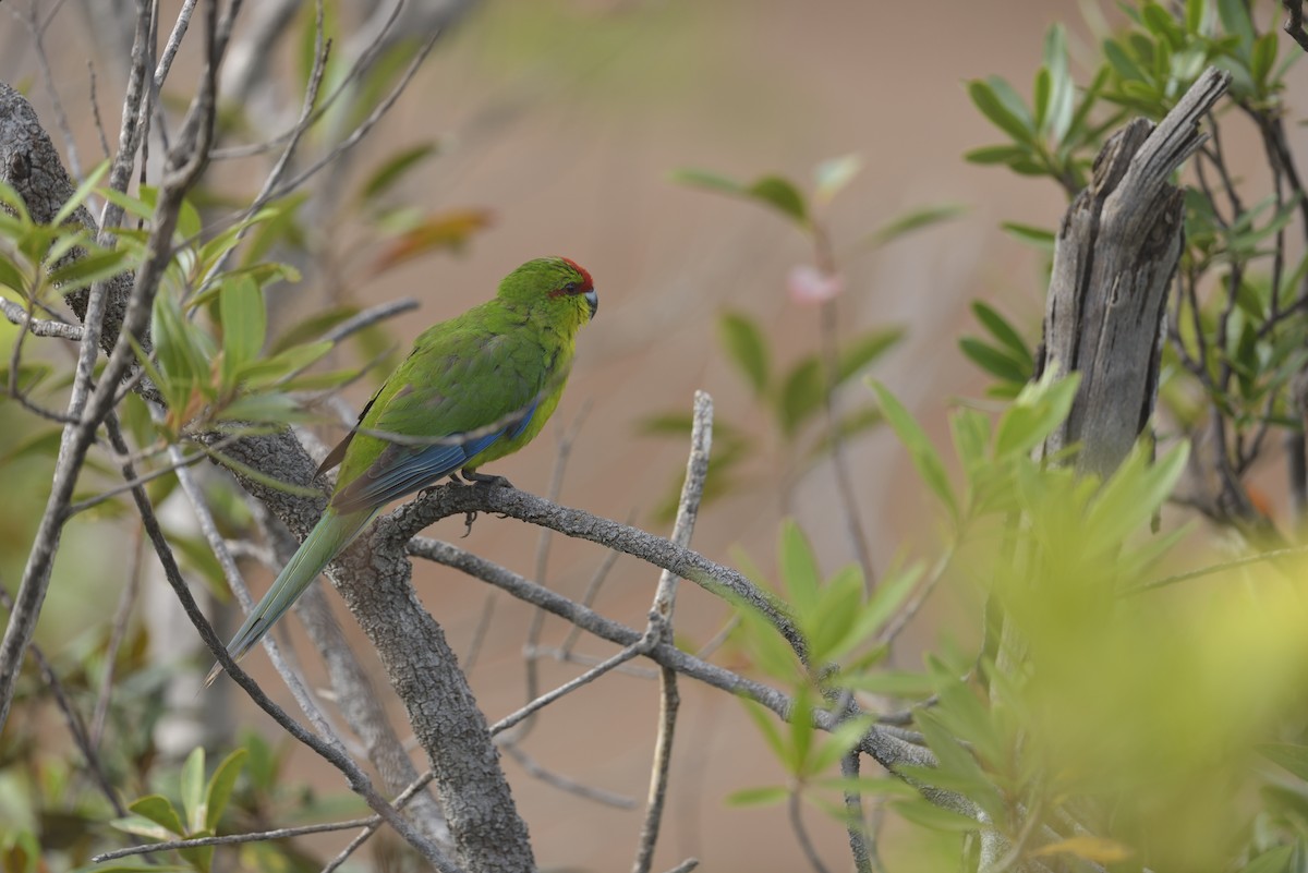 New Caledonian Parakeet - ML449546801