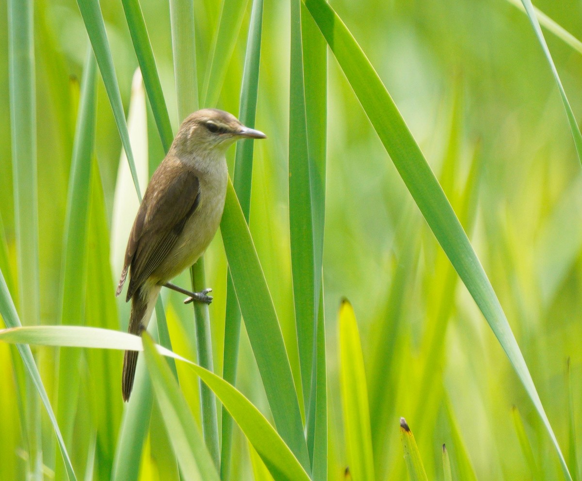 Clamorous Reed Warbler - ML449547371