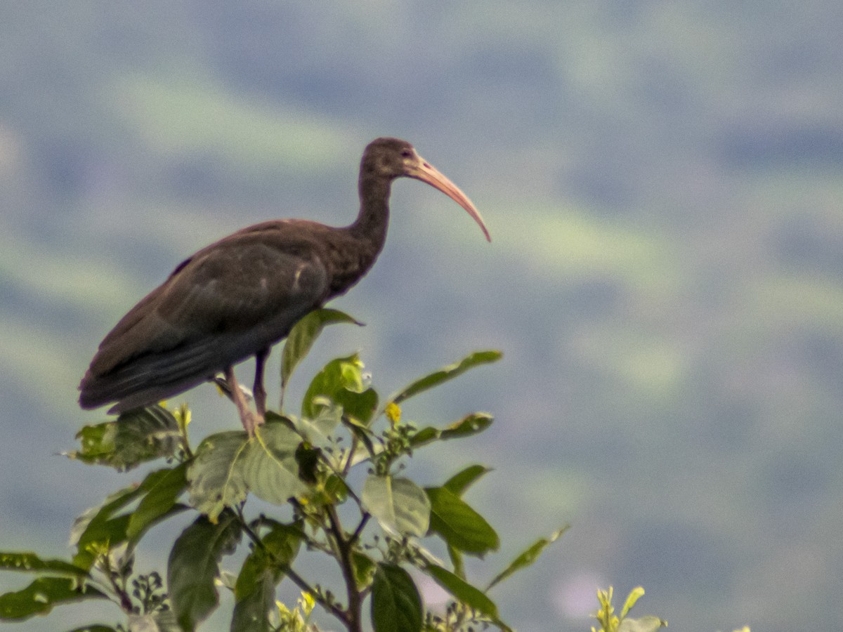 rødmaskeibis - ML449547491