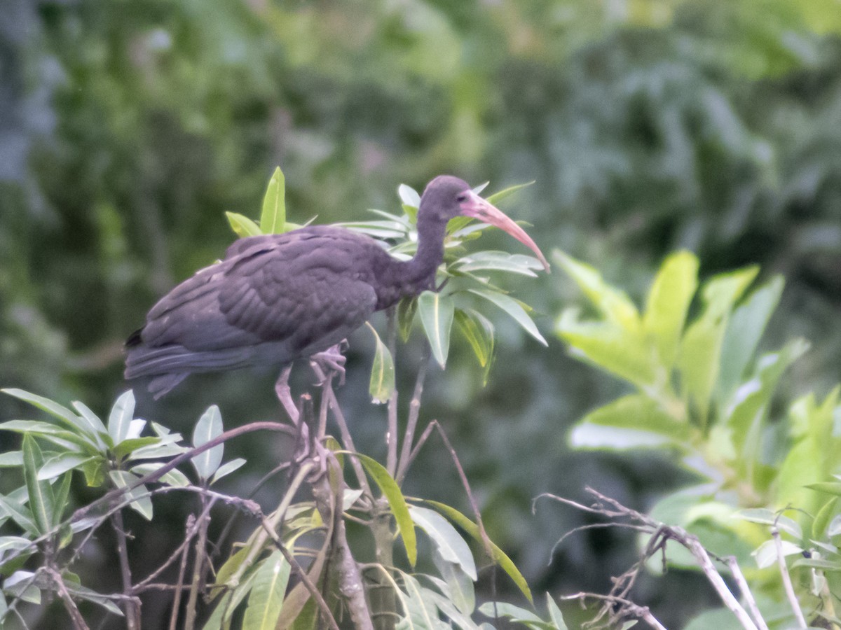 rødmaskeibis - ML449547521