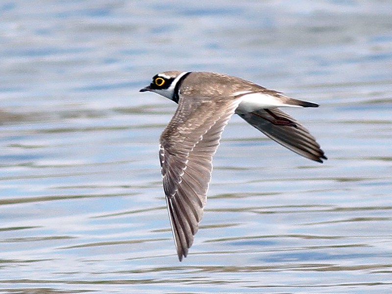 Breeding adult