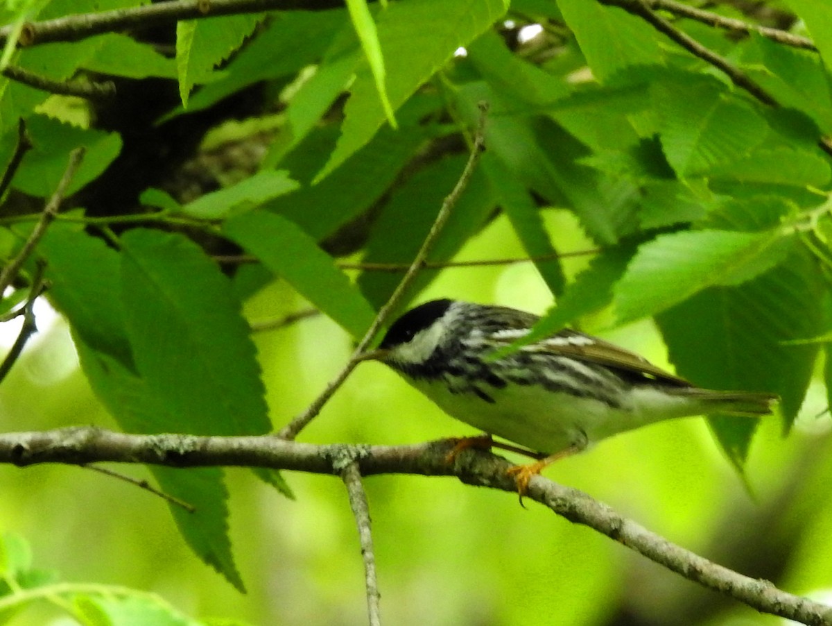 Blackpoll Warbler - ML449547851