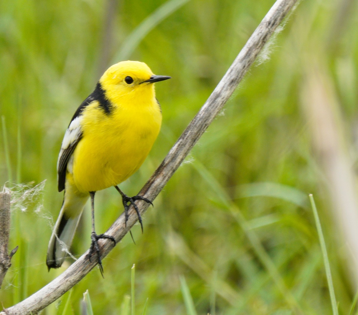 Citrine Wagtail - ML449547891