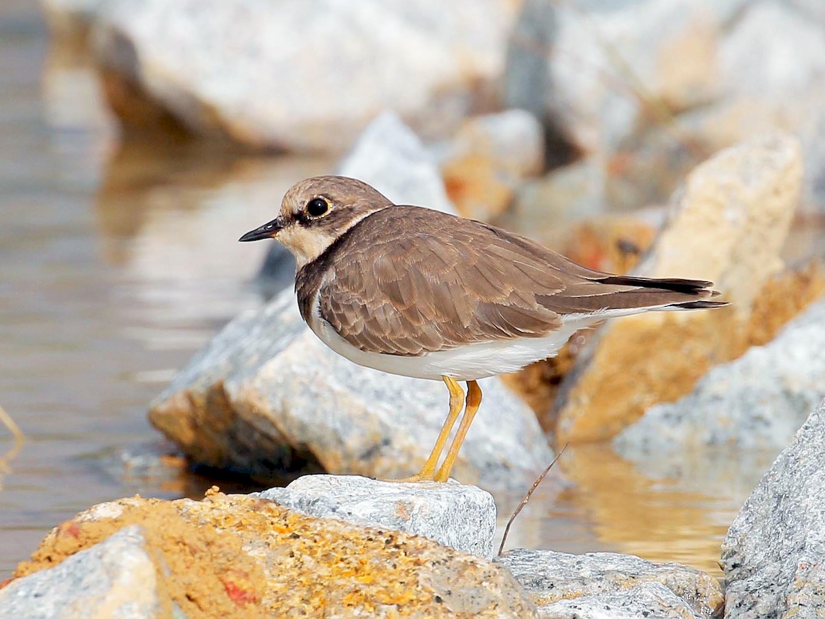 Nonbreeding adult