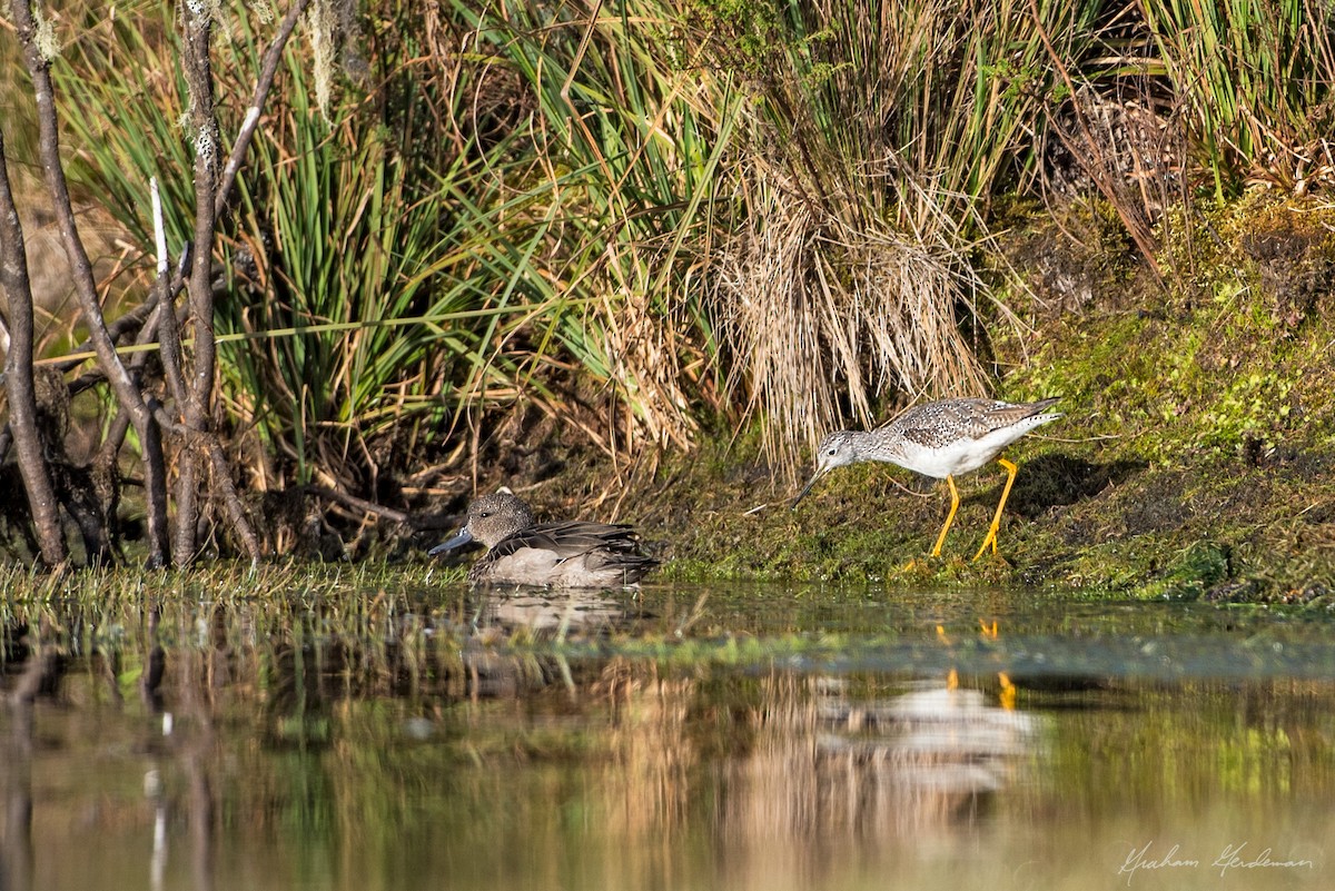 Greater Yellowlegs - Graham Gerdeman