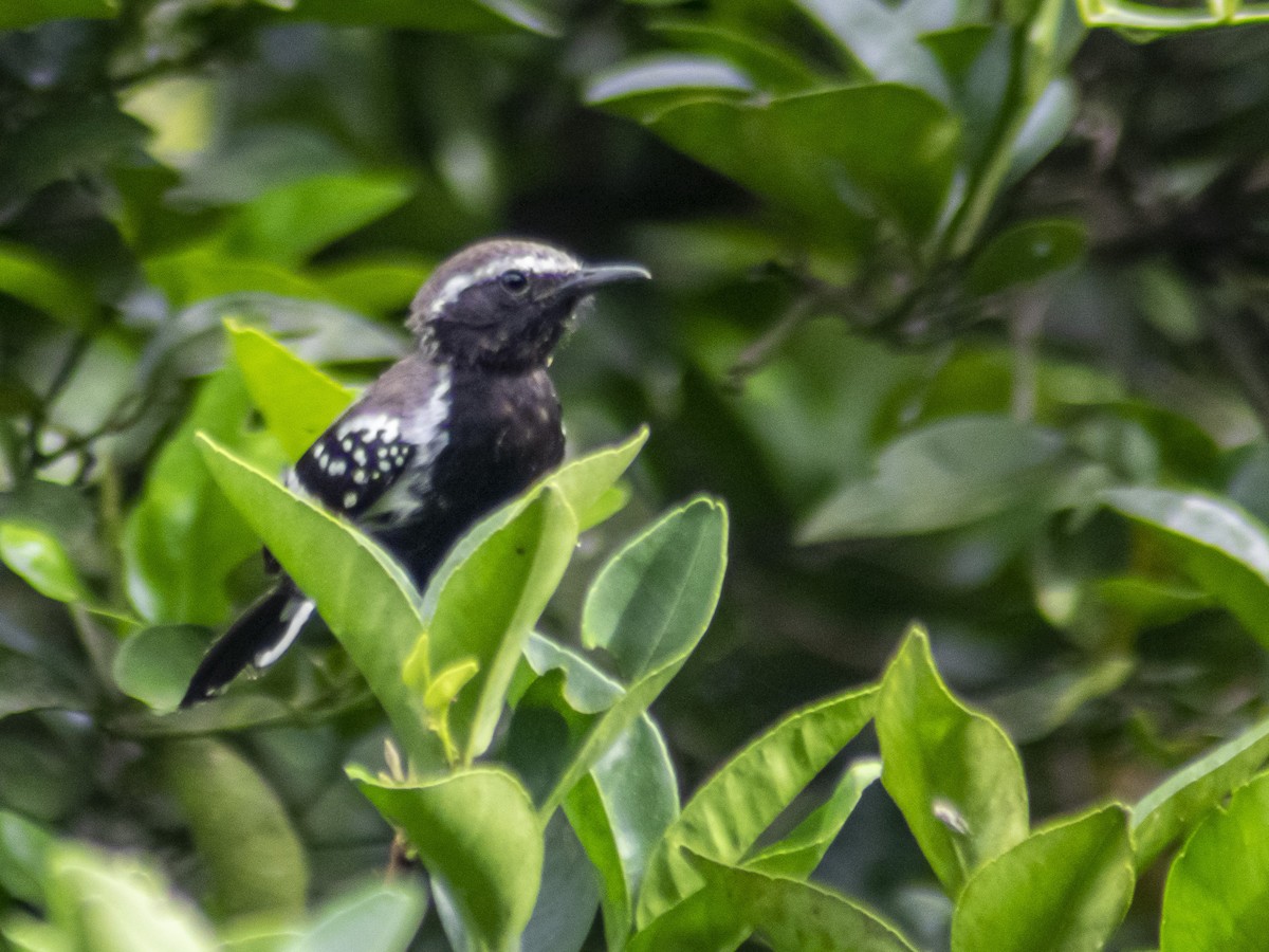 Northern White-fringed Antwren - ML449549341