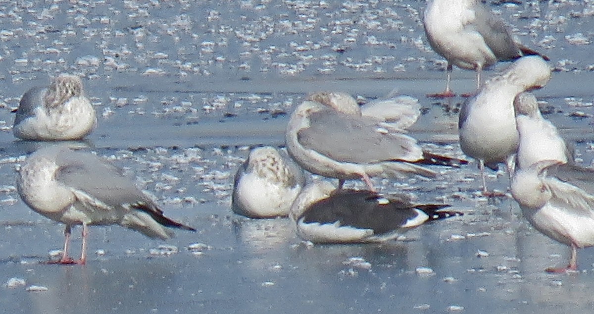 Gaviota Sombría - ML44954941