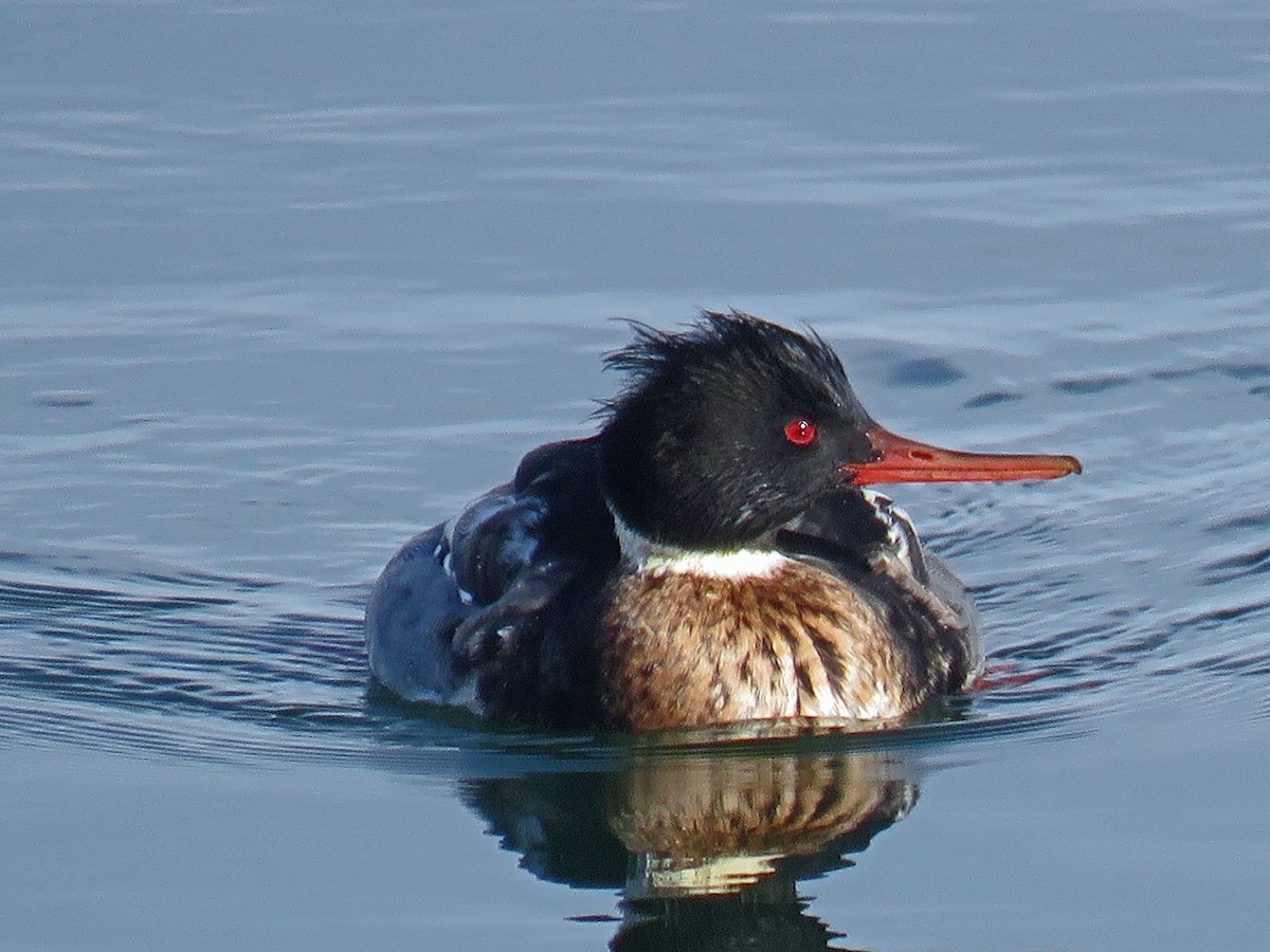 Red-breasted Merganser - ML44955051