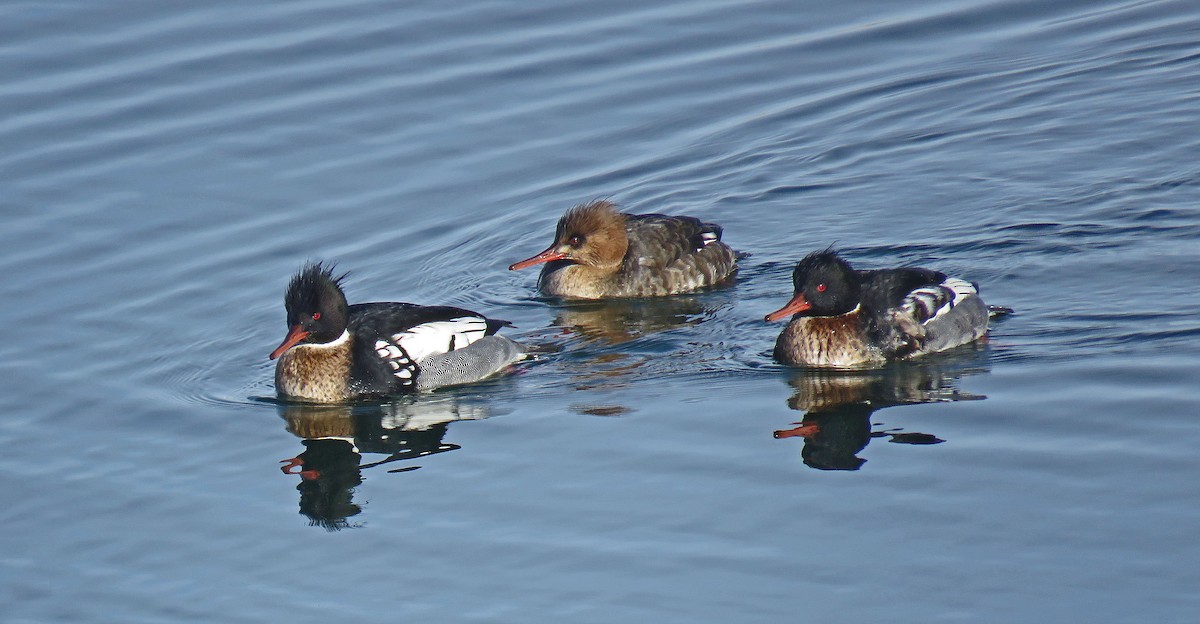 Red-breasted Merganser - ML44955061