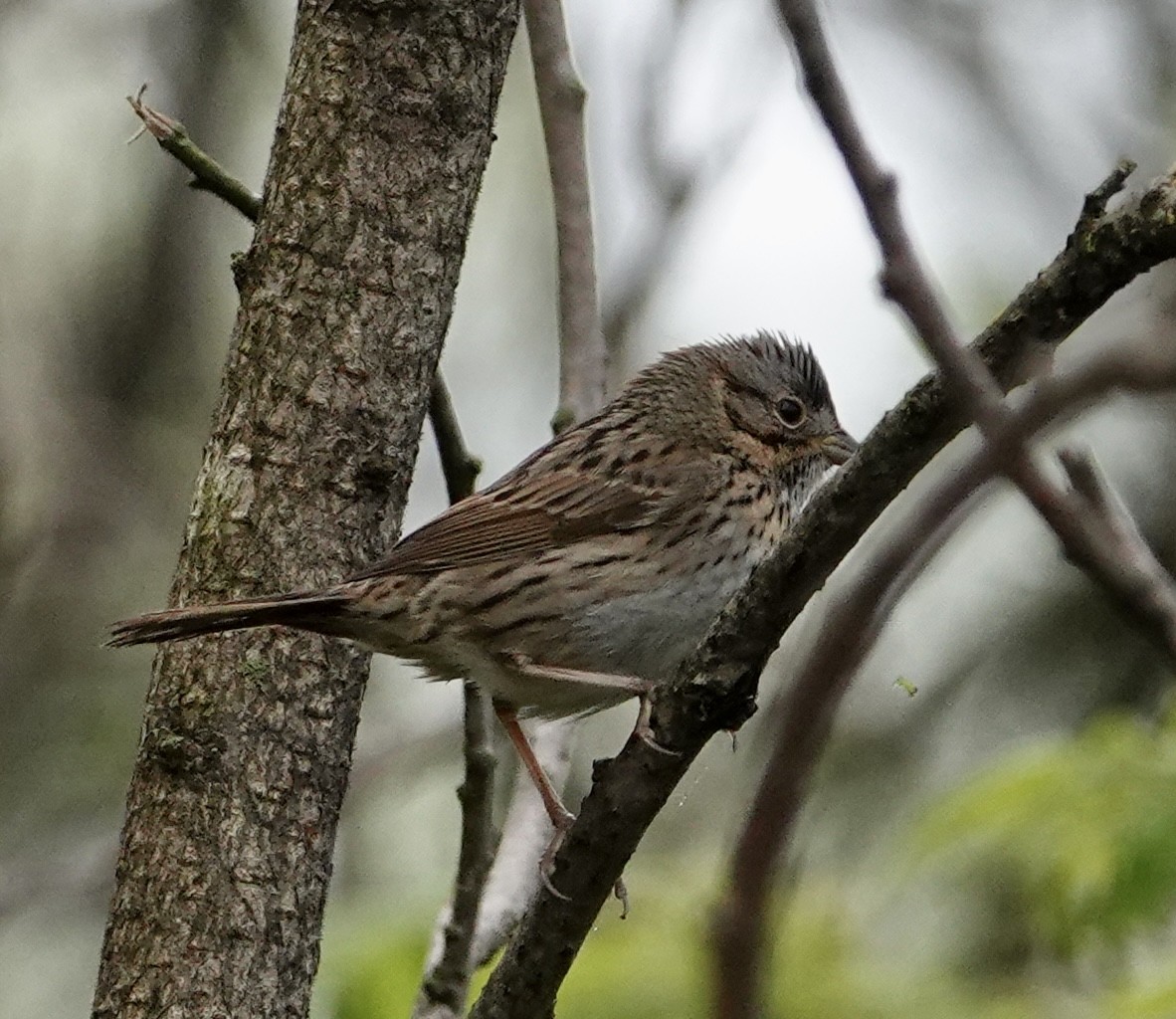 Lincoln's Sparrow - ML449550841