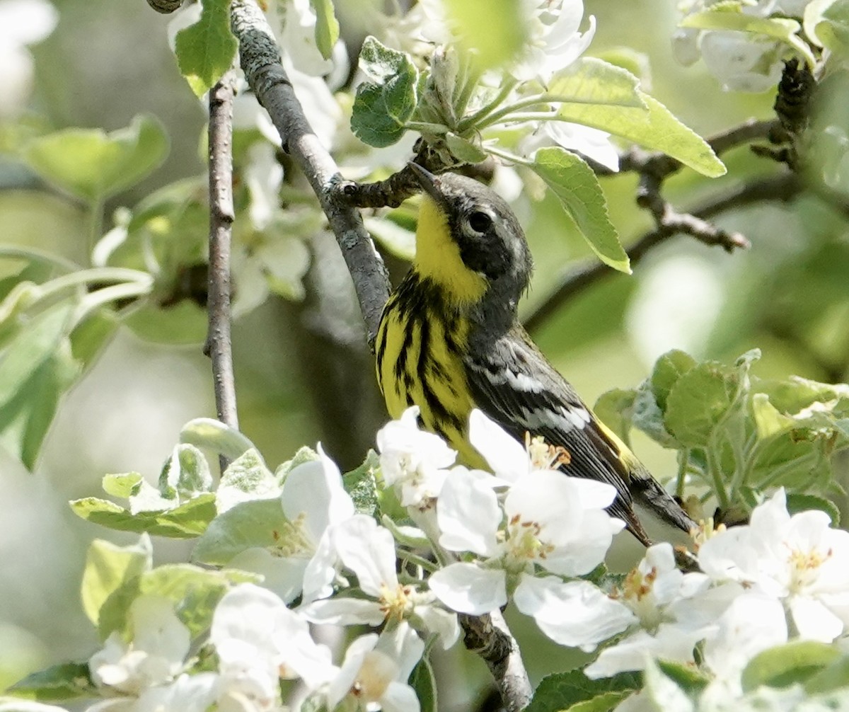 Magnolia Warbler - ML449551061