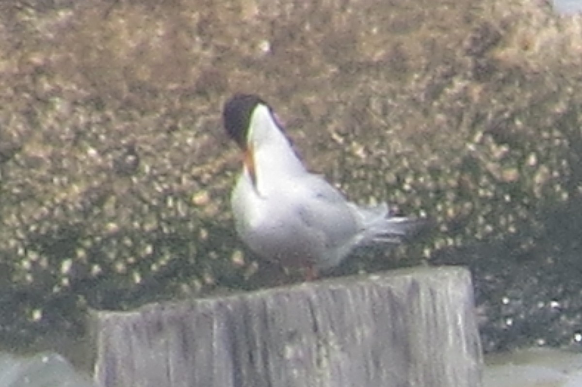 Common Tern - ML449552801