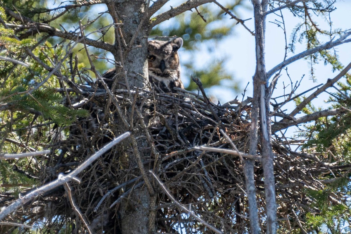 Great Horned Owl - ML449553551