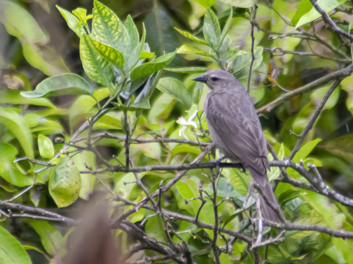 Shiny Cowbird - ML449553561