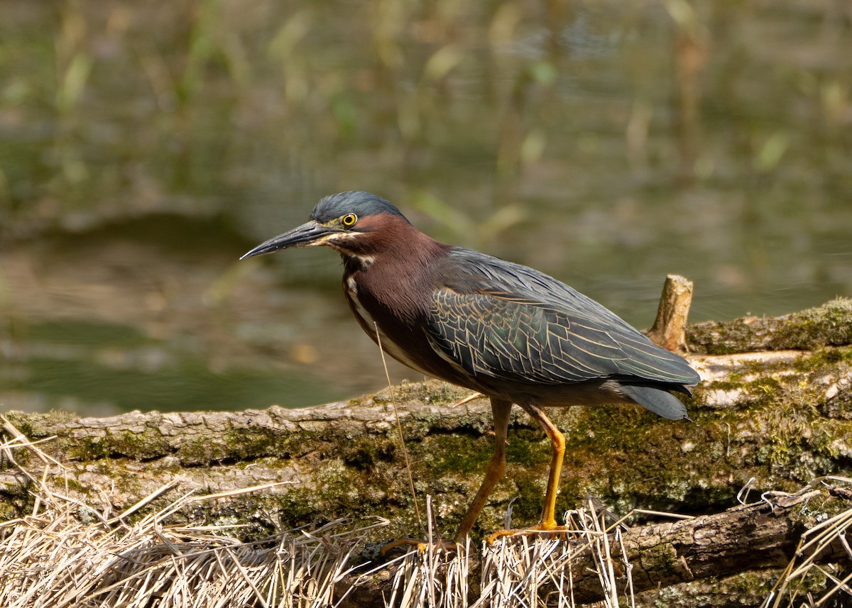 Green Heron - ML449554011