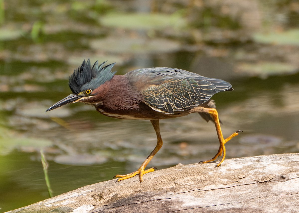 Green Heron - Sheila and Ed Bremer