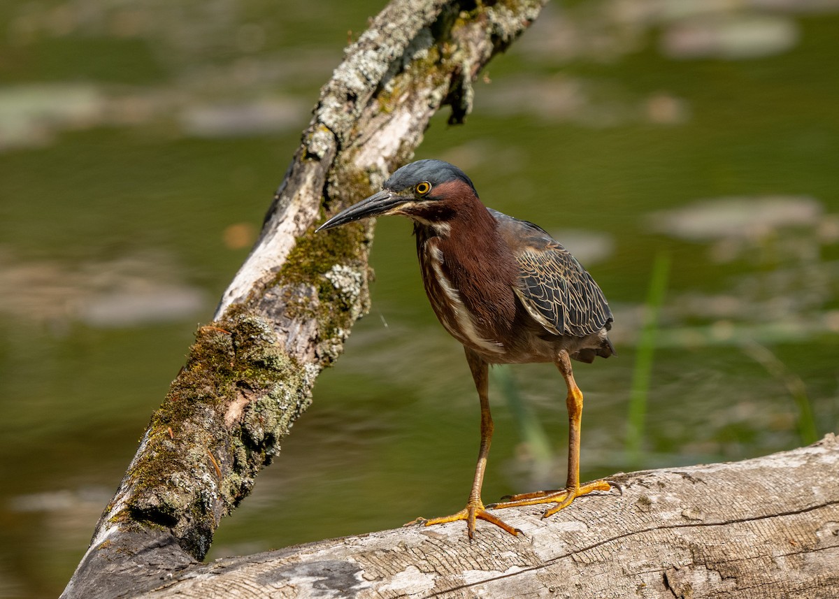 Green Heron - ML449554111