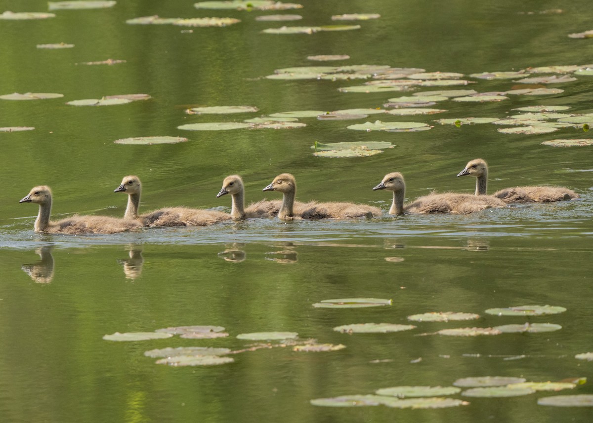 Canada Goose - ML449554871